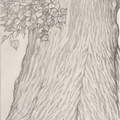 Ombra mai fu
